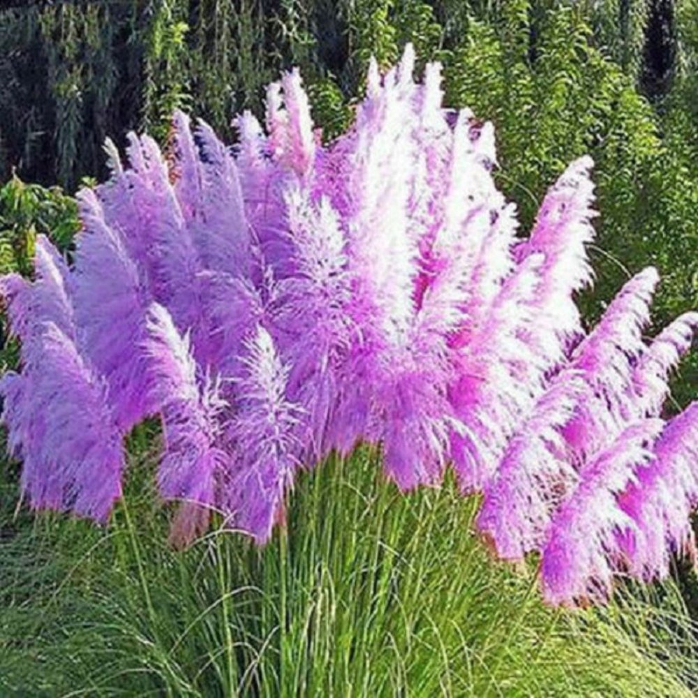 500PCS Rare Purple Pampas Grass Seeds Ornamental